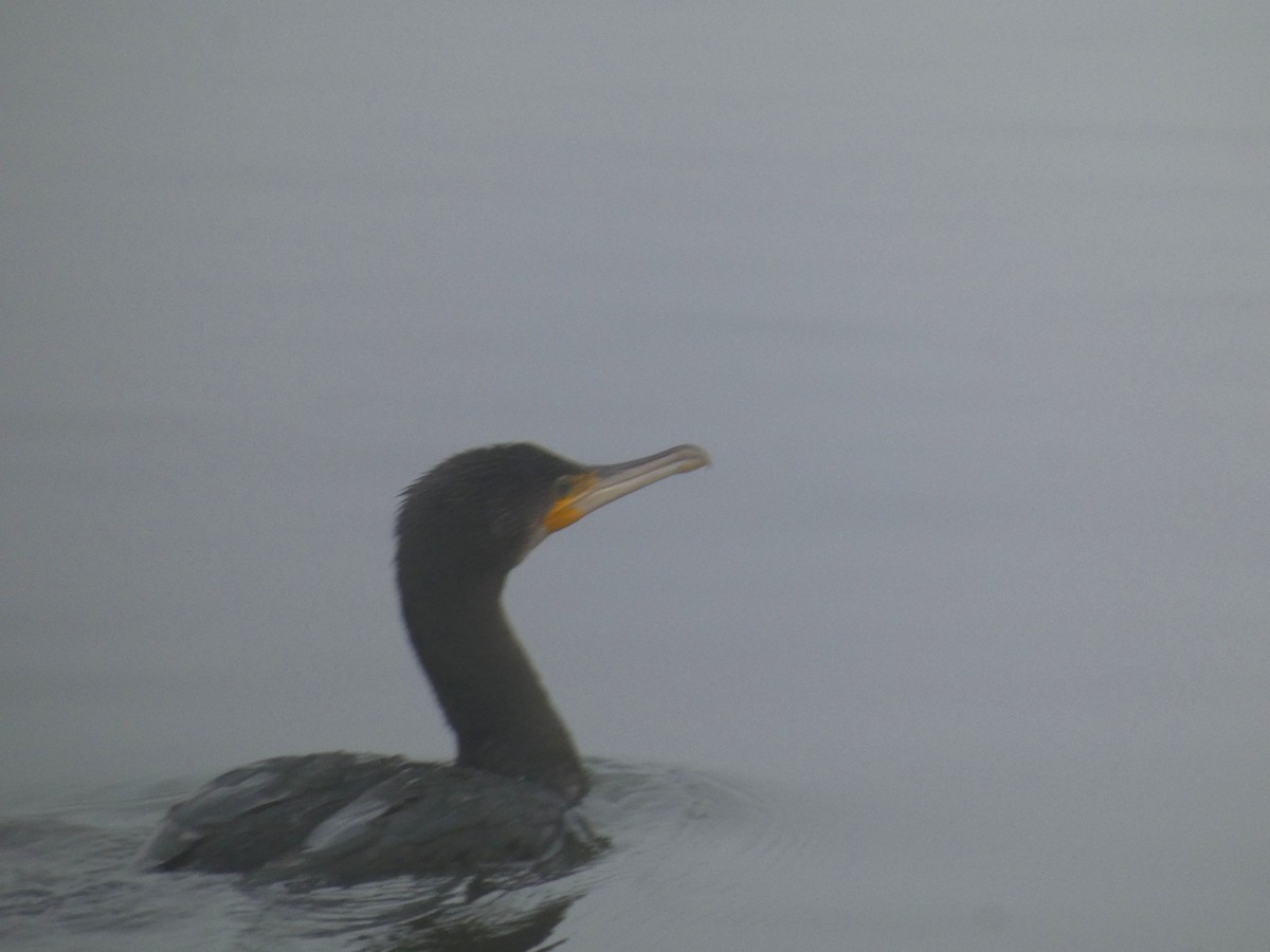 Kormoran - ML646919216