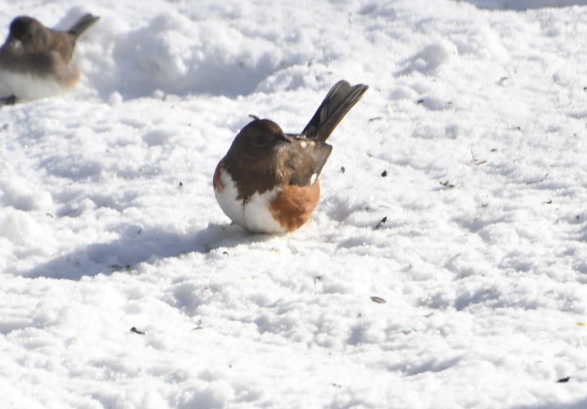 Eastern Towhee - ML646919217