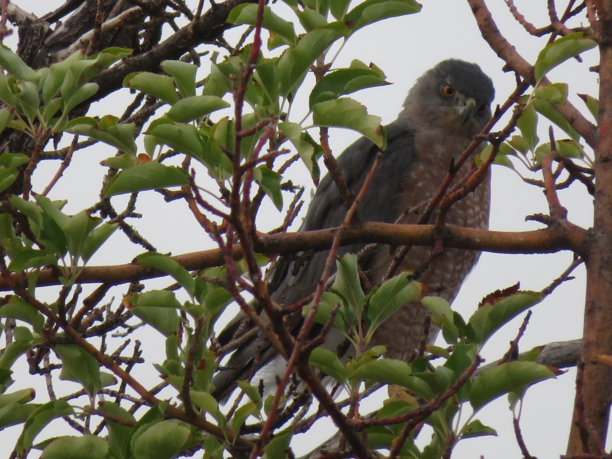 Cooper's Hawk - ML646919220