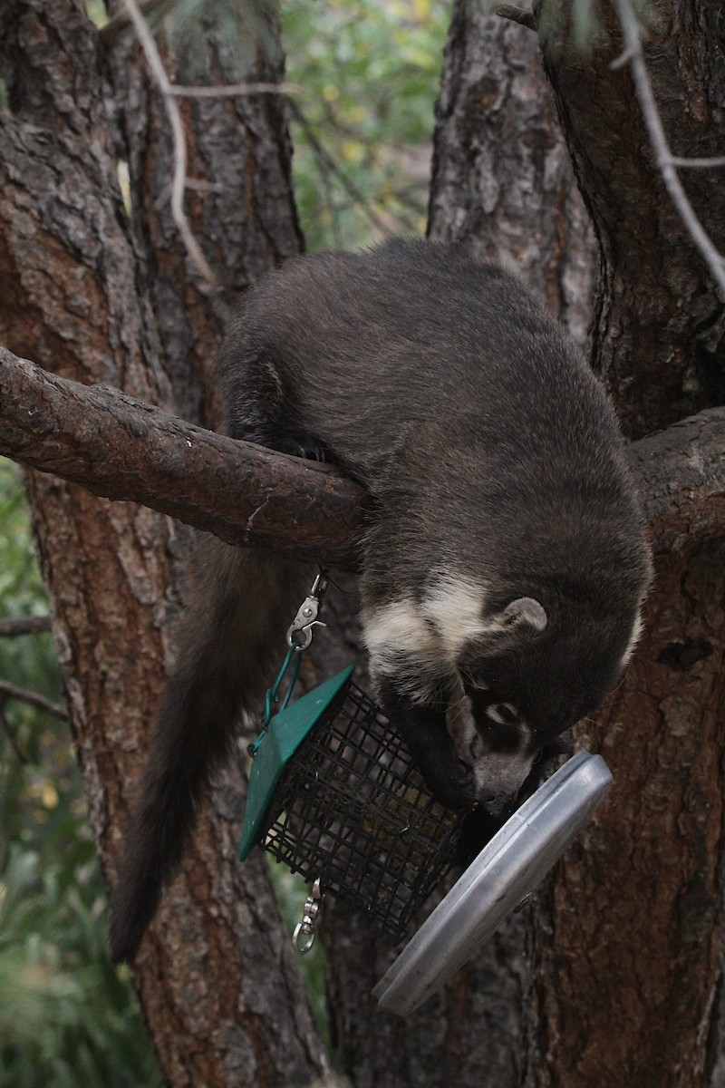 Mammals - ML646919229