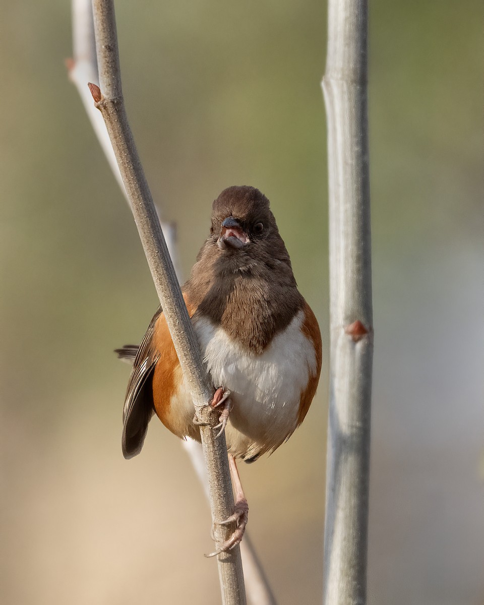 rødsidetovi - ML646919230