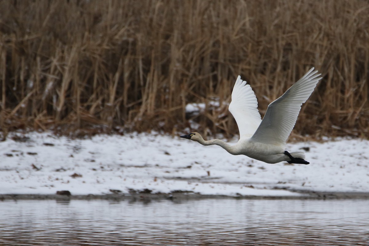 ברבור קטן - ML646919232