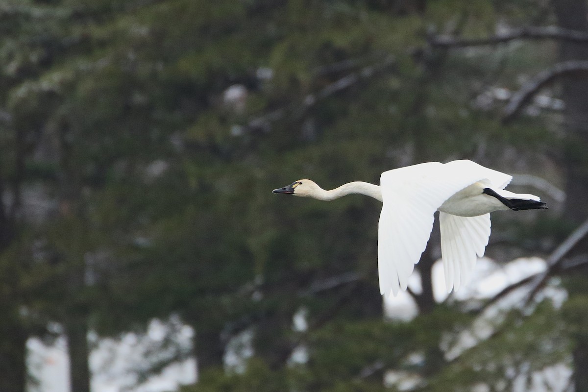 ברבור קטן - ML646919233