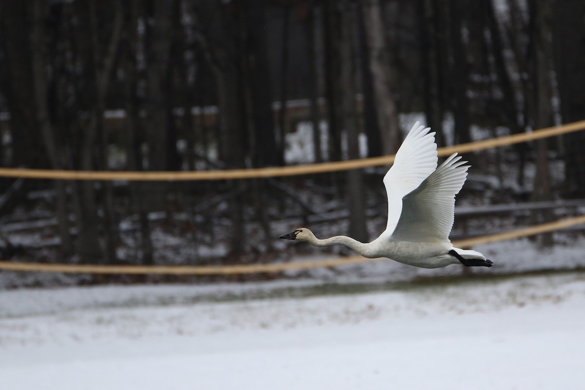 ברבור קטן - ML646919234