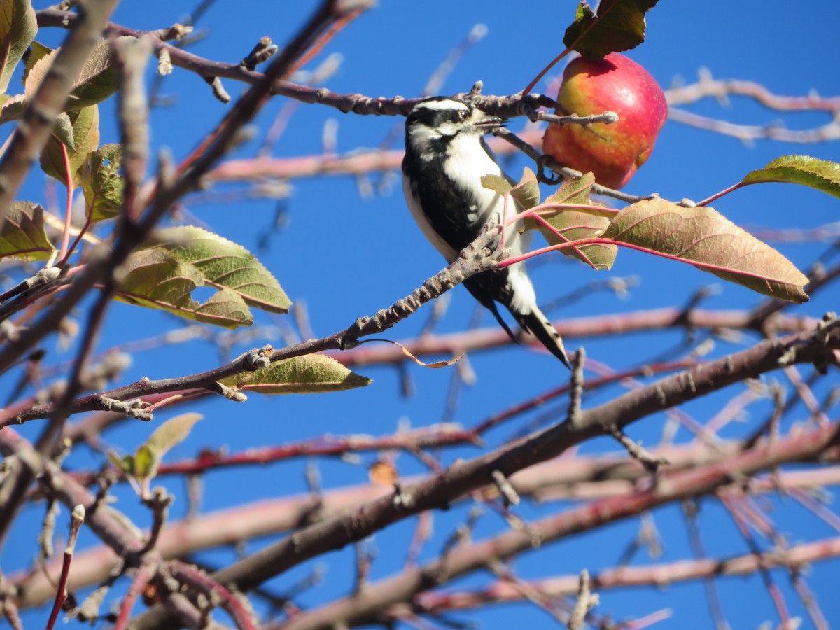 Downy Woodpecker - ML646919235
