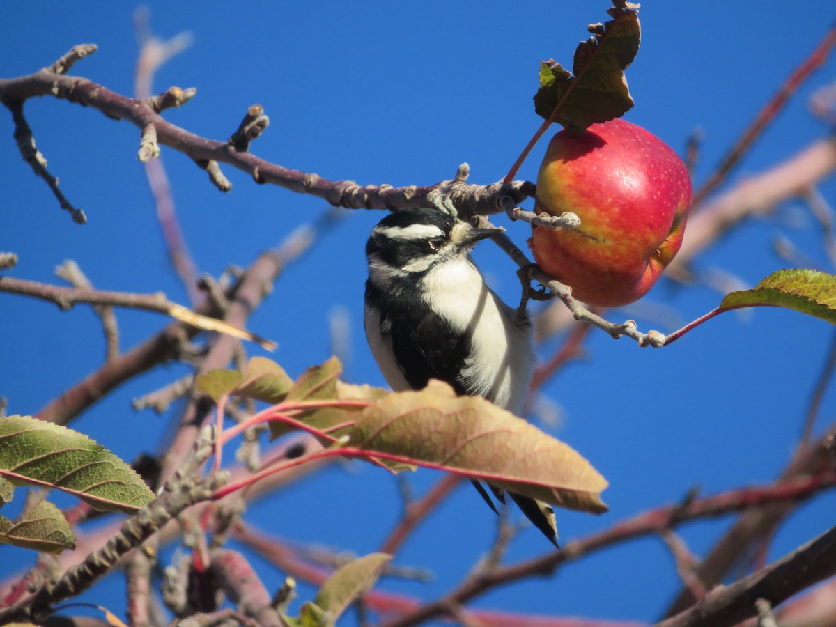 Downy Woodpecker - ML646919236