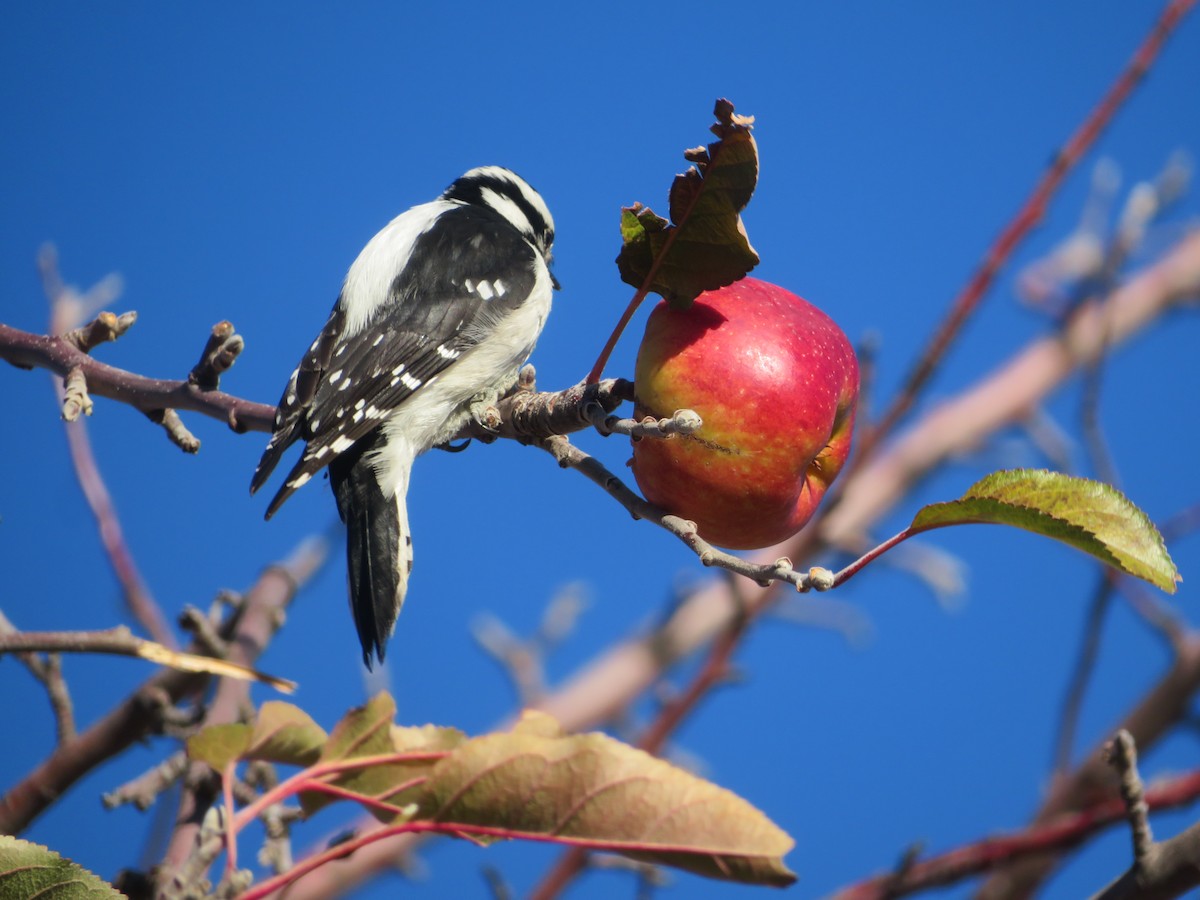 Downy Woodpecker - ML646919237
