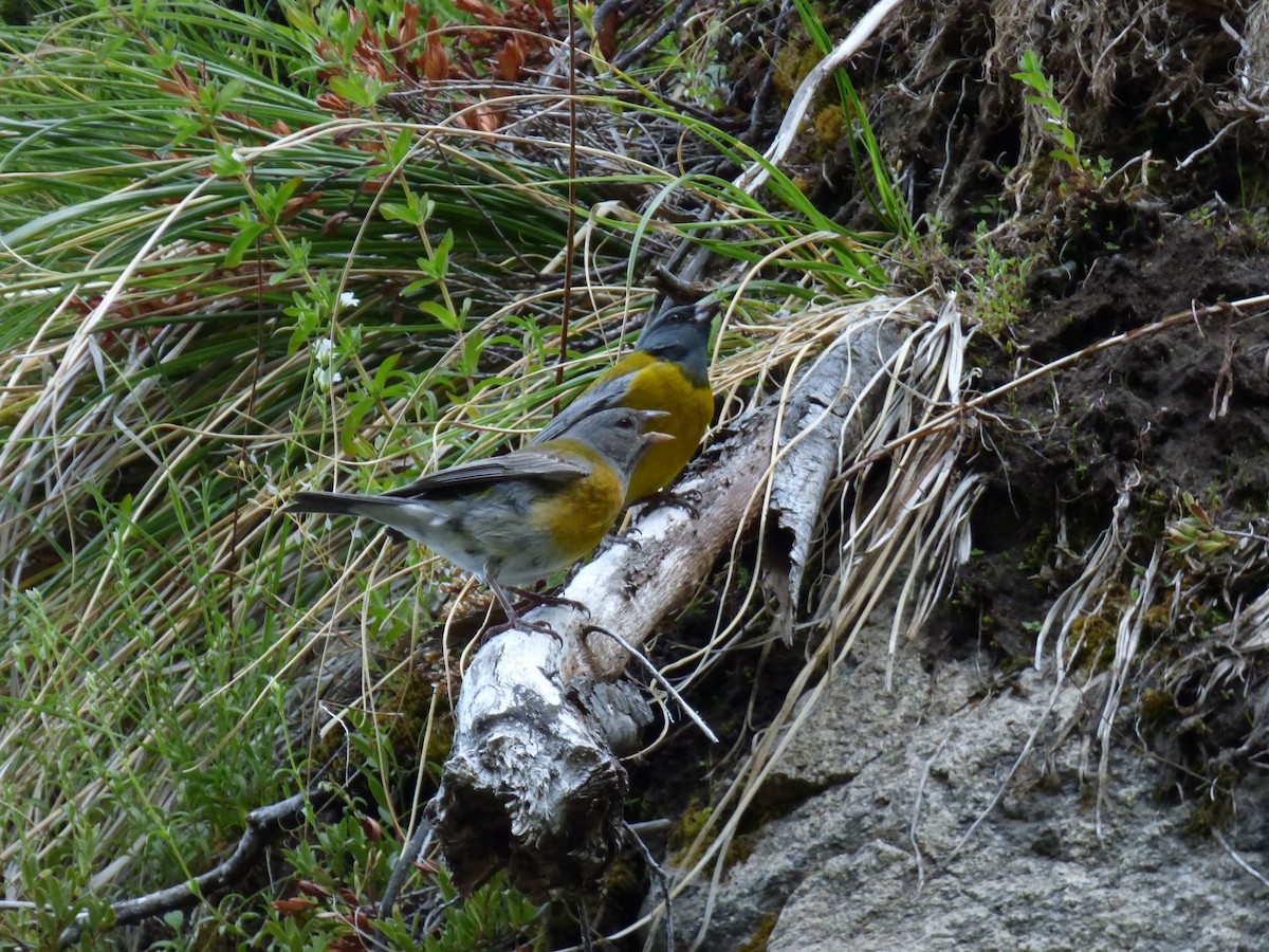 Gray-hooded Sierra Finch - ML646919245