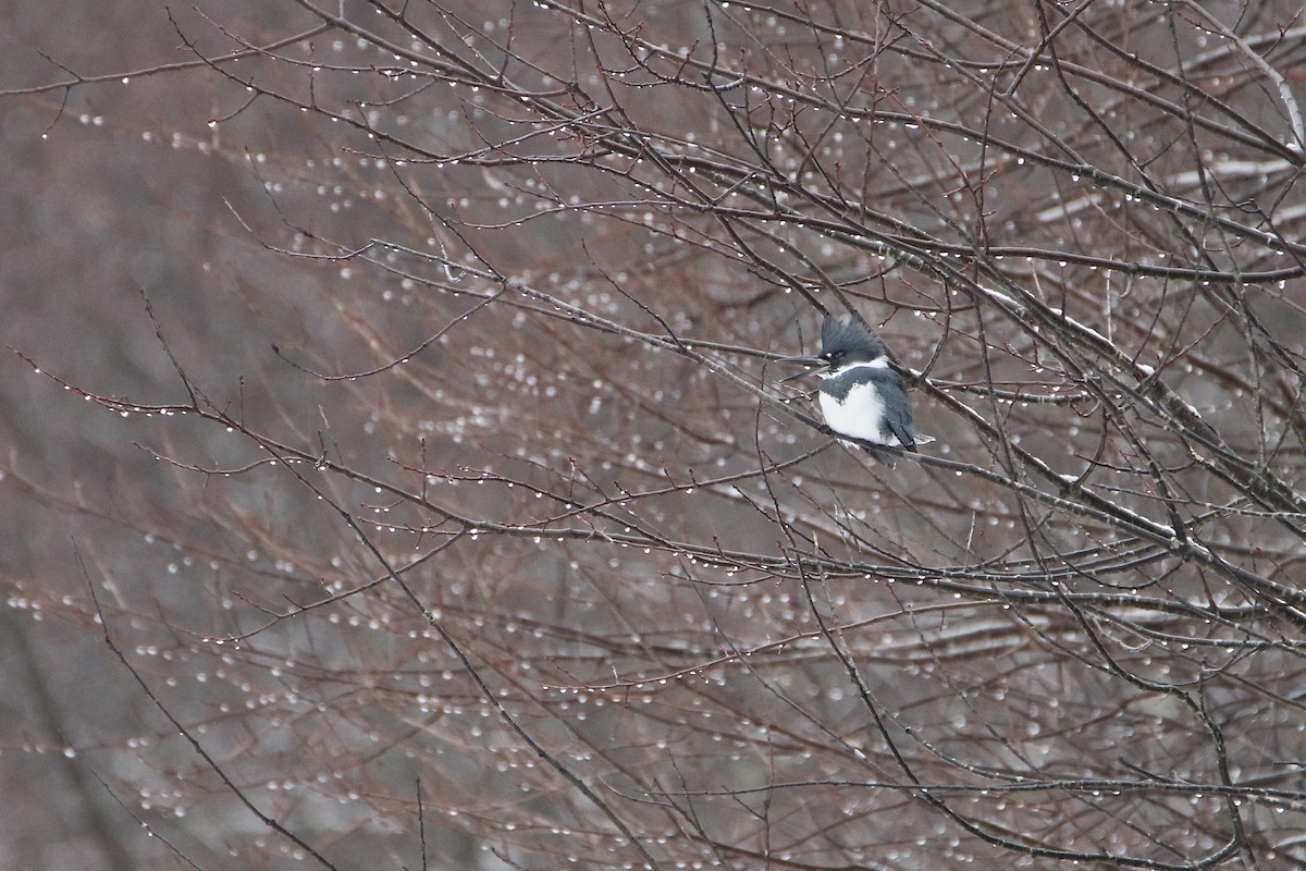 שלדג אמריקני - ML646919246