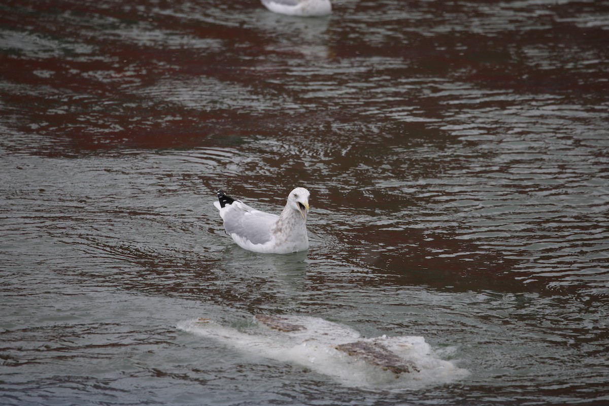 שחף מערבי - ML646919253