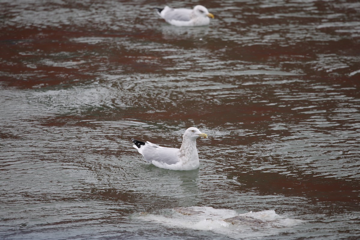 שחף מערבי - ML646919256