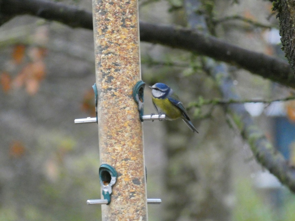 Eurasian Blue Tit - ML646919258