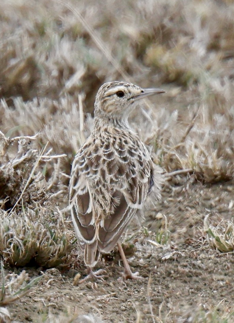Beesley's Lark - ML646919259