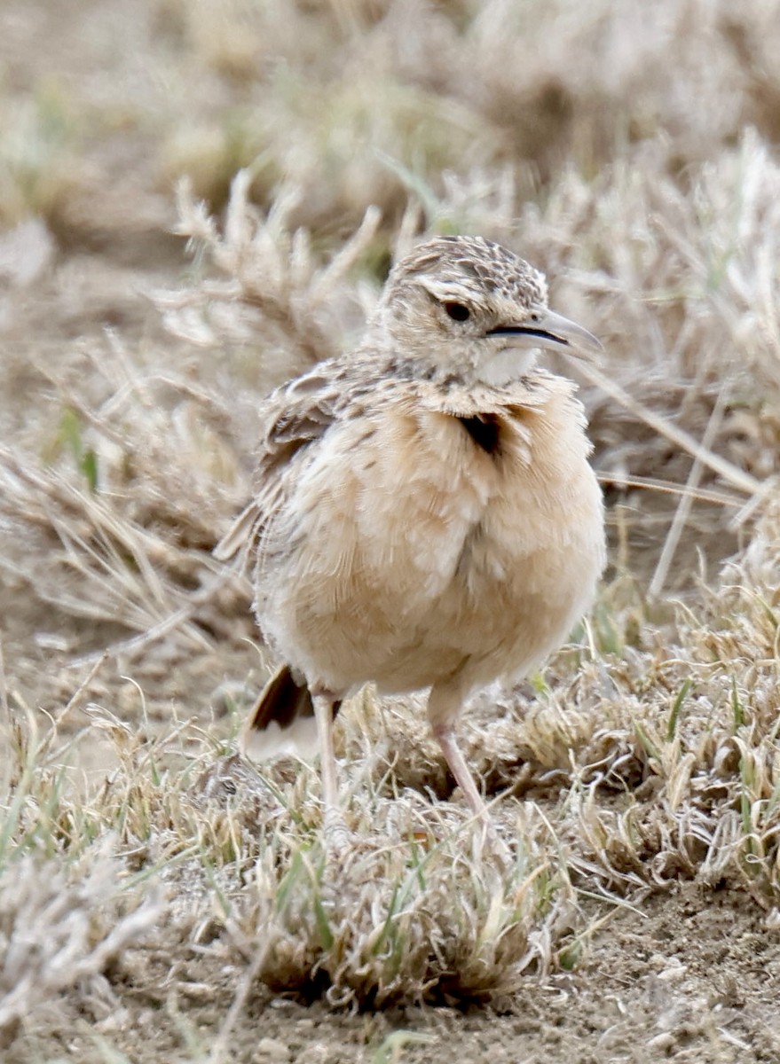 Beesley's Lark - ML646919260
