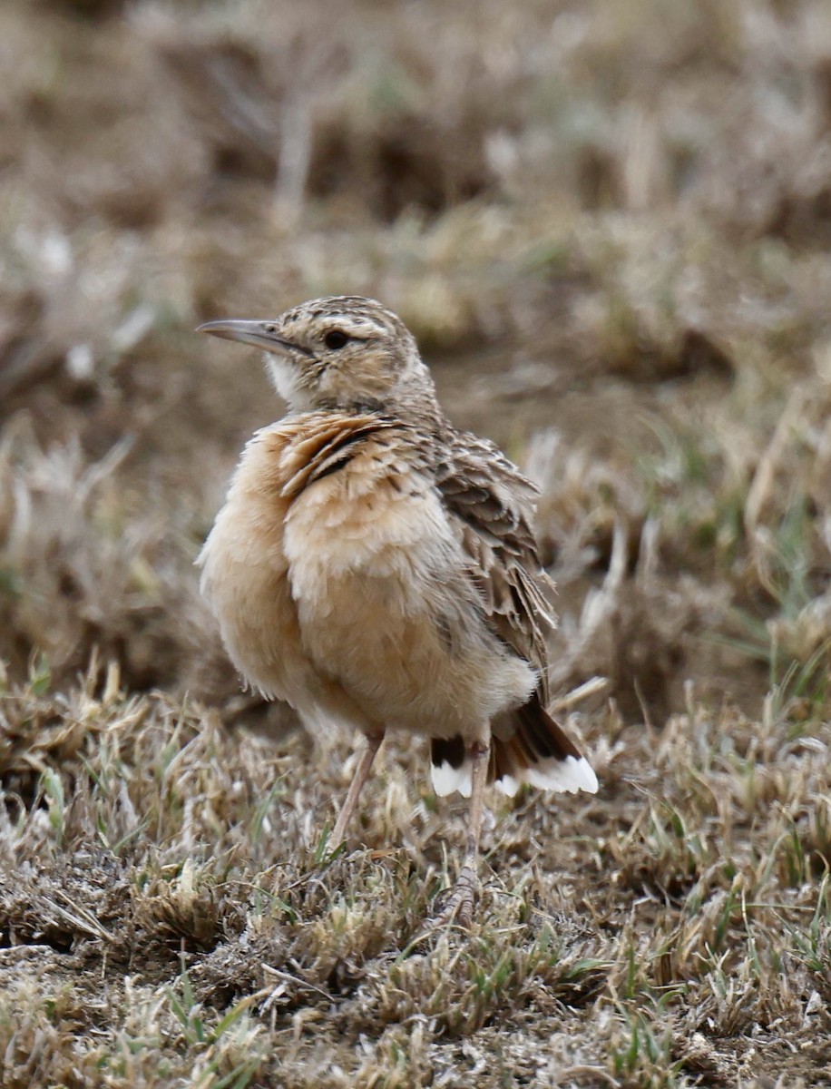 Beesley's Lark - ML646919261