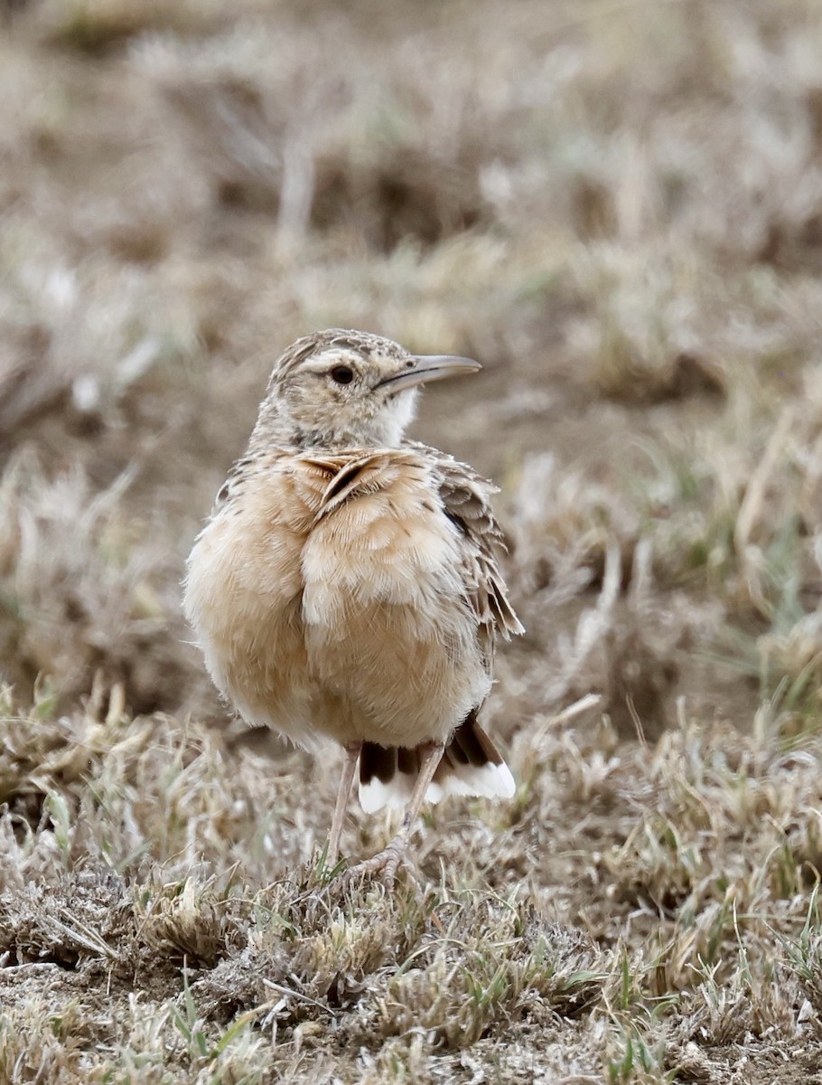 Beesley's Lark - ML646919262