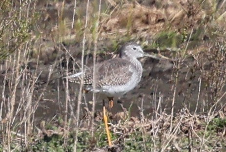 Totano zampegialle minore - ML646919263