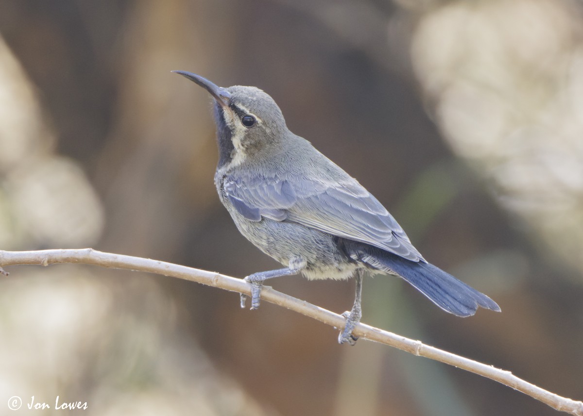 Arabian Sunbird - ML646919267