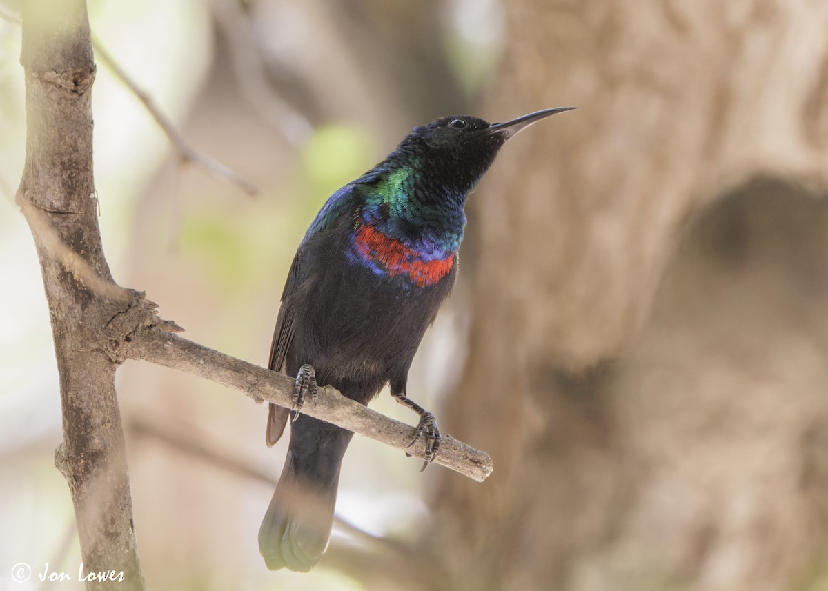 Arabian Sunbird - ML646919269