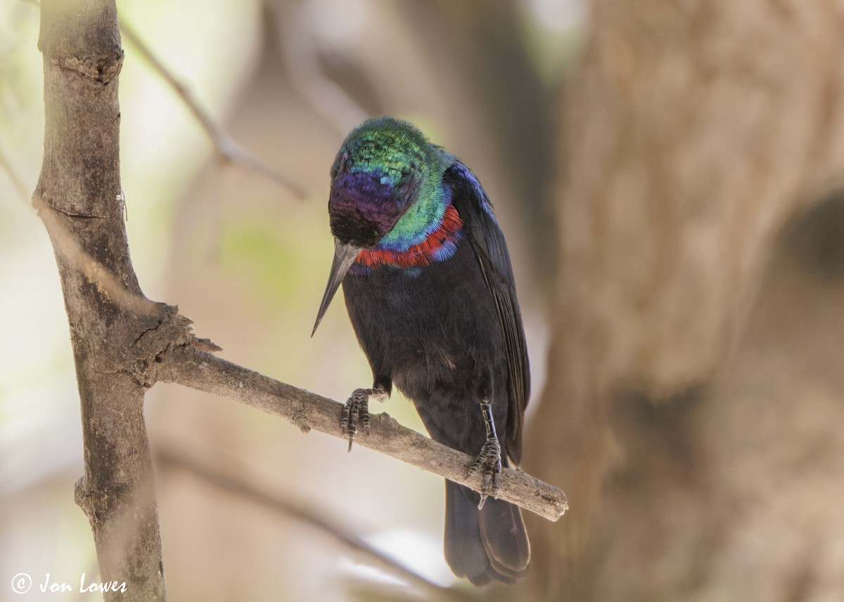 Arabian Sunbird - ML646919271