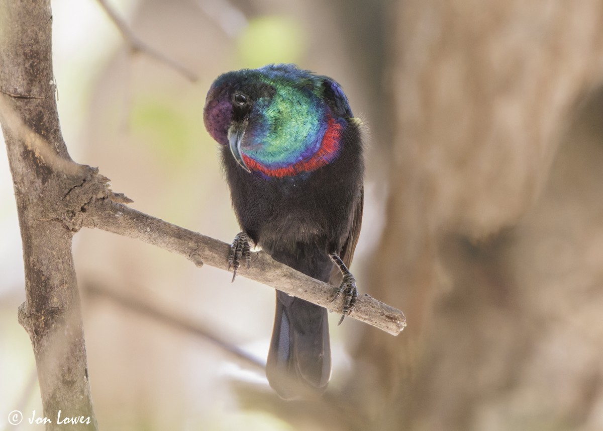 Arabian Sunbird - ML646919272