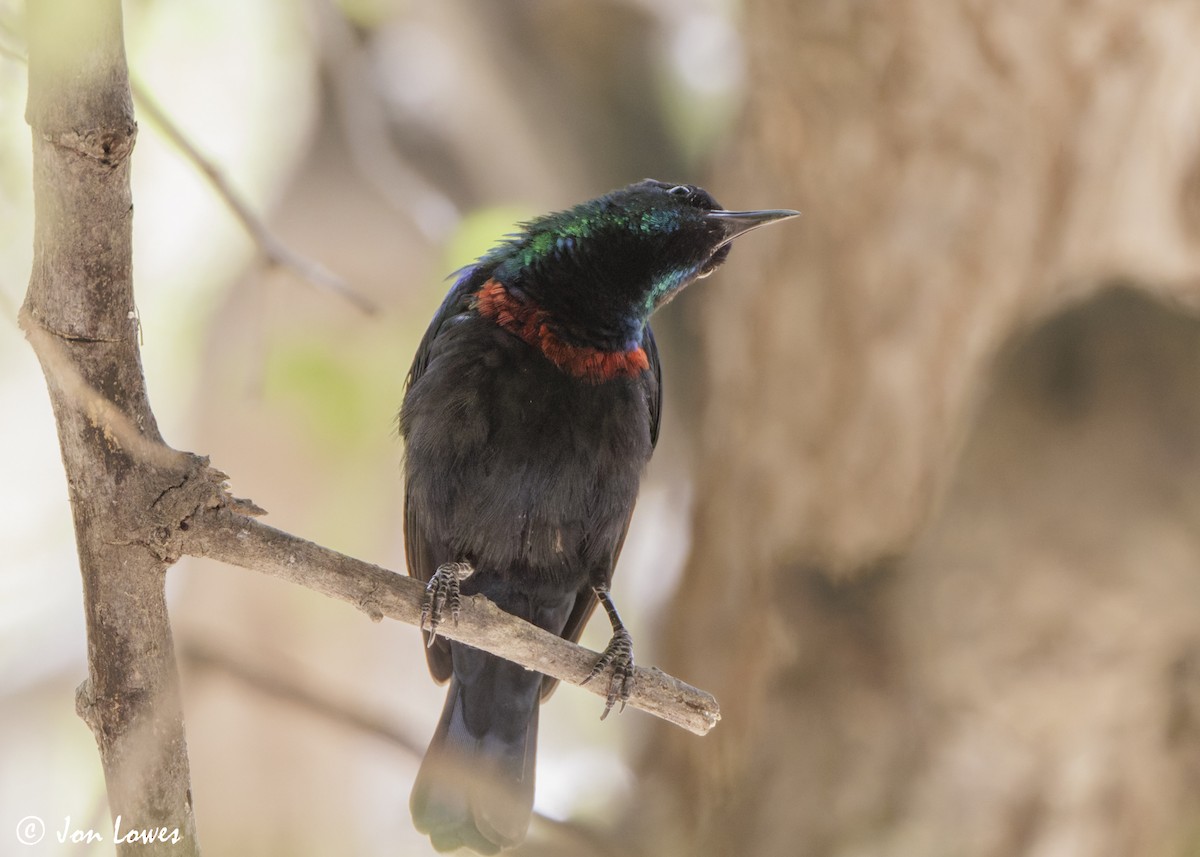 Arabian Sunbird - ML646919273
