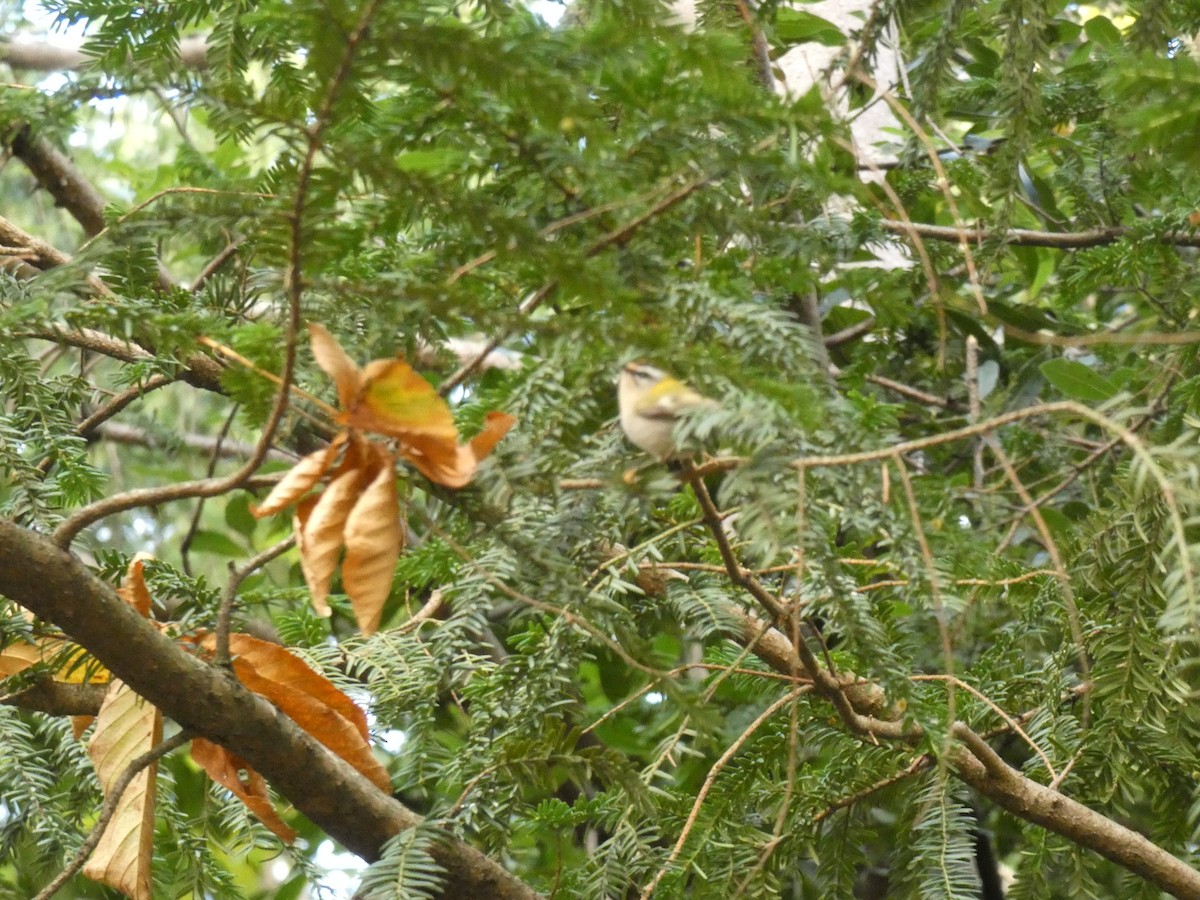 Красноголовый королёк - ML646919274