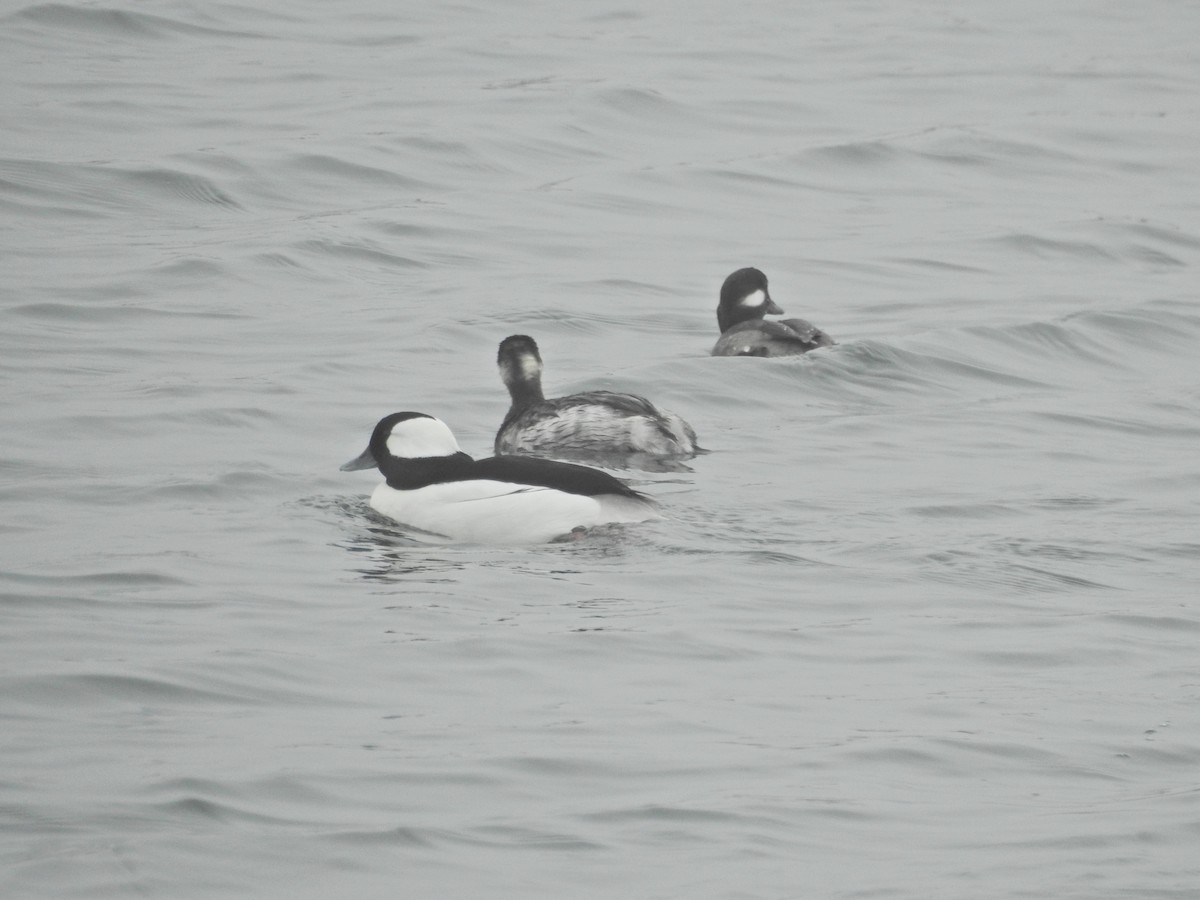 Гоголь-головастик - ML646919276