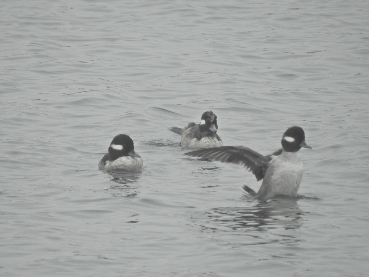 Гоголь-головастик - ML646919277