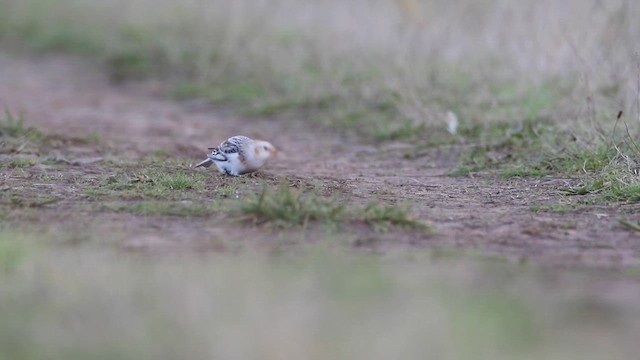 Snow Bunting - ML646919278