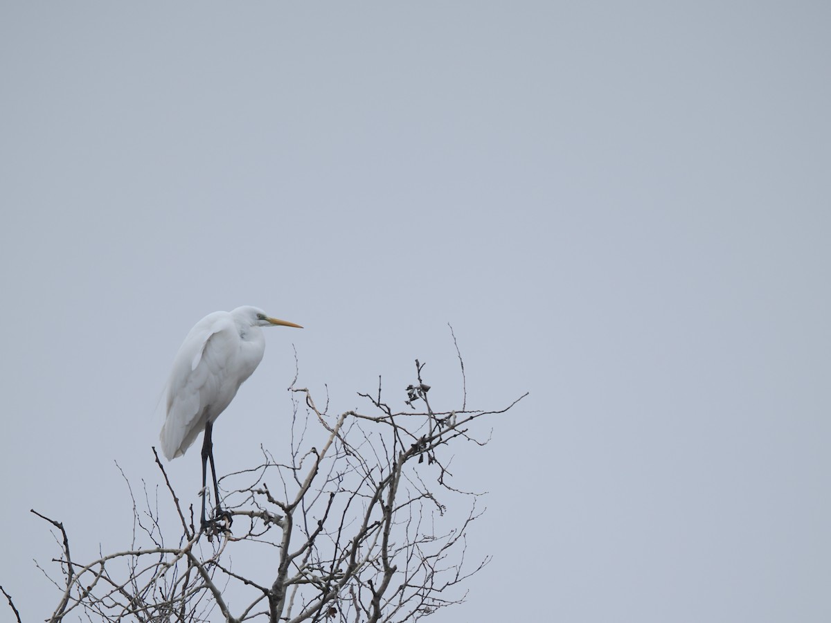 Silberreiher - ML646919279