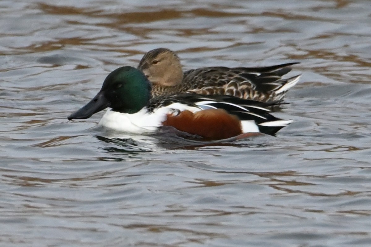 Löffelente - ML646919281