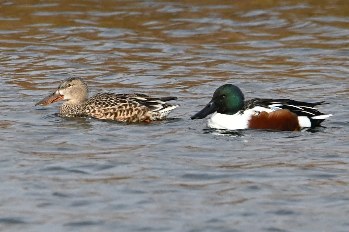 Löffelente - ML646919282