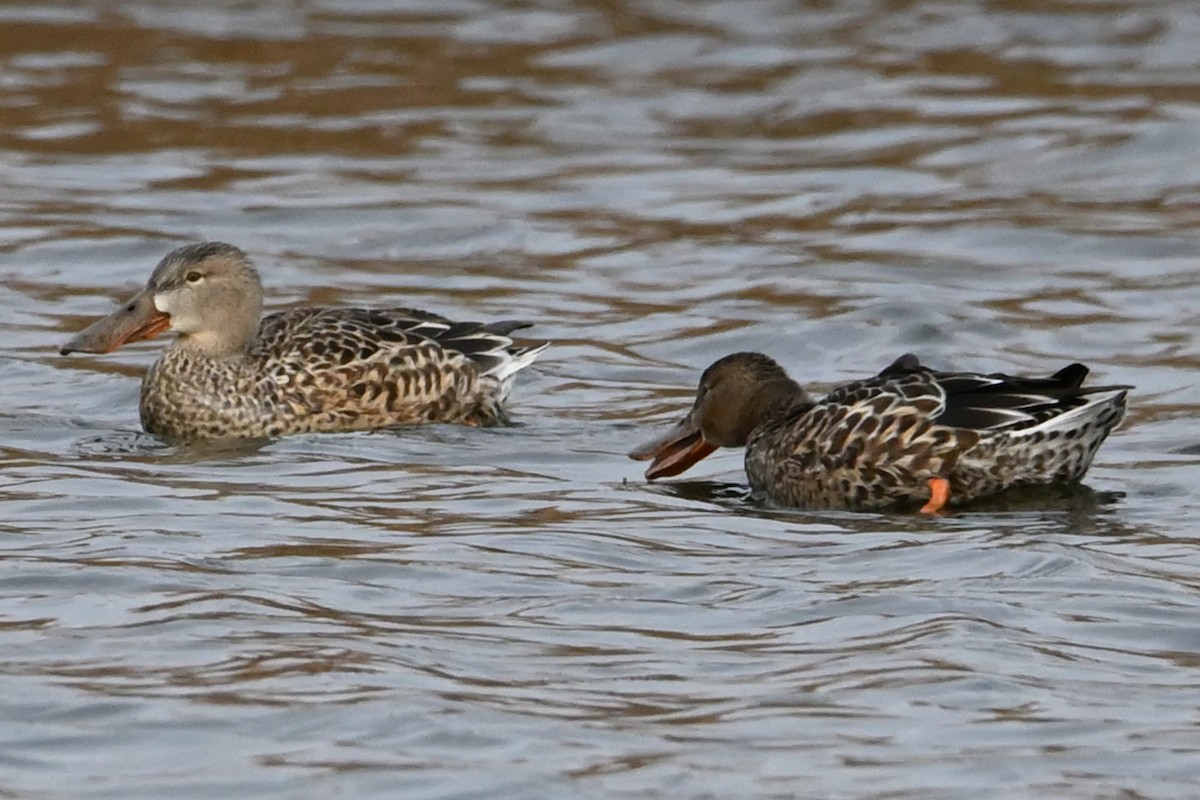 Löffelente - ML646919283