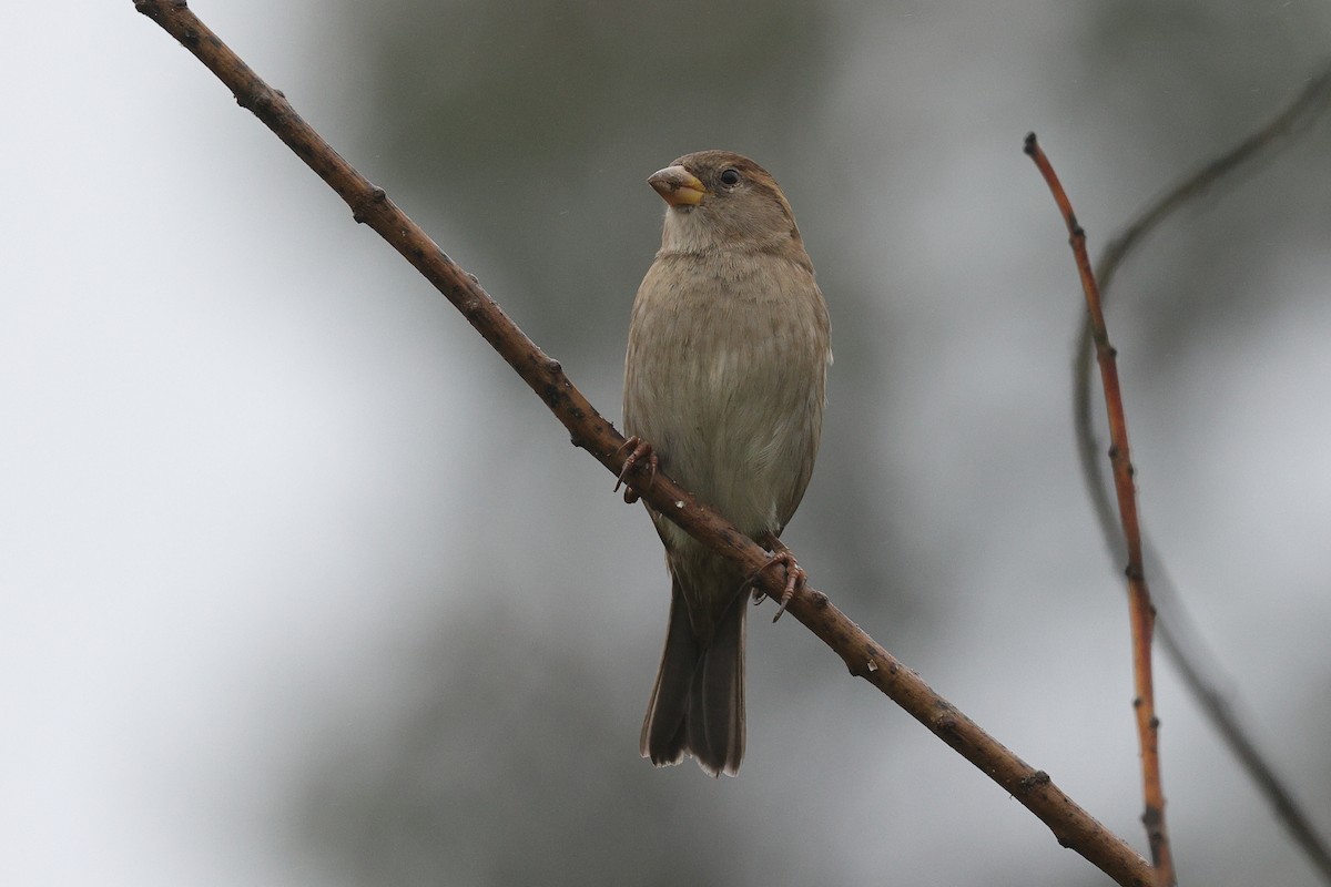 Haussperling - ML646919284