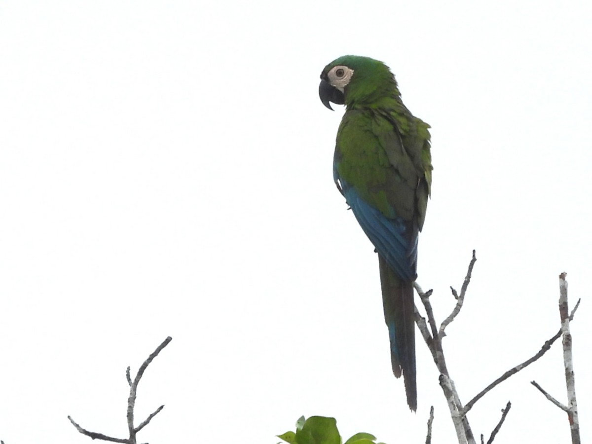 Rotbugara - ML646919285