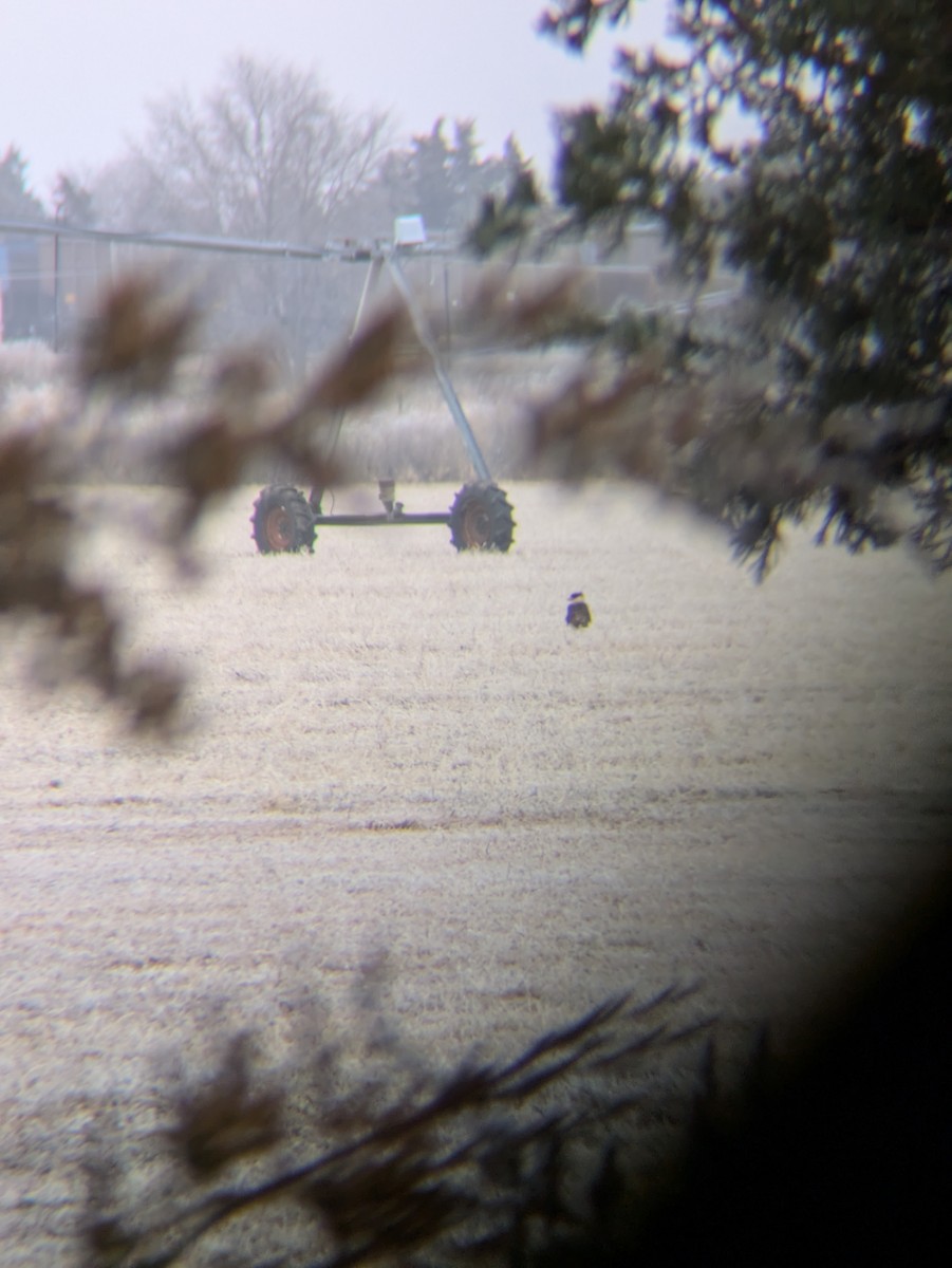 Schopfkarakara (Nordkarakara) - ML646919286