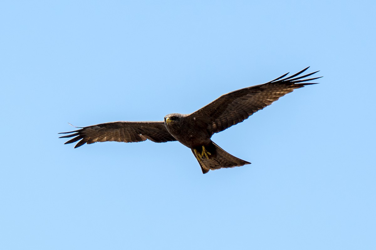 Schwarzmilan (Schmarotzermilan) - ML646919287