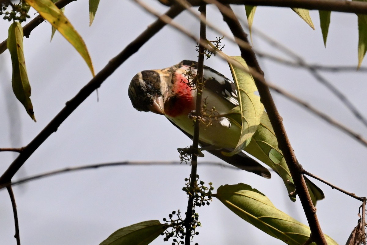 Rosenbrust-Kernknacker - ML646919288