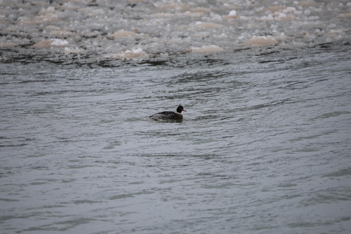 Mittelsäger - ML646919294