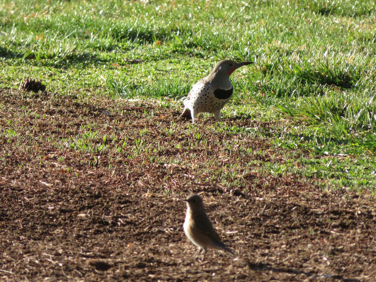 Goldspecht - ML646919297