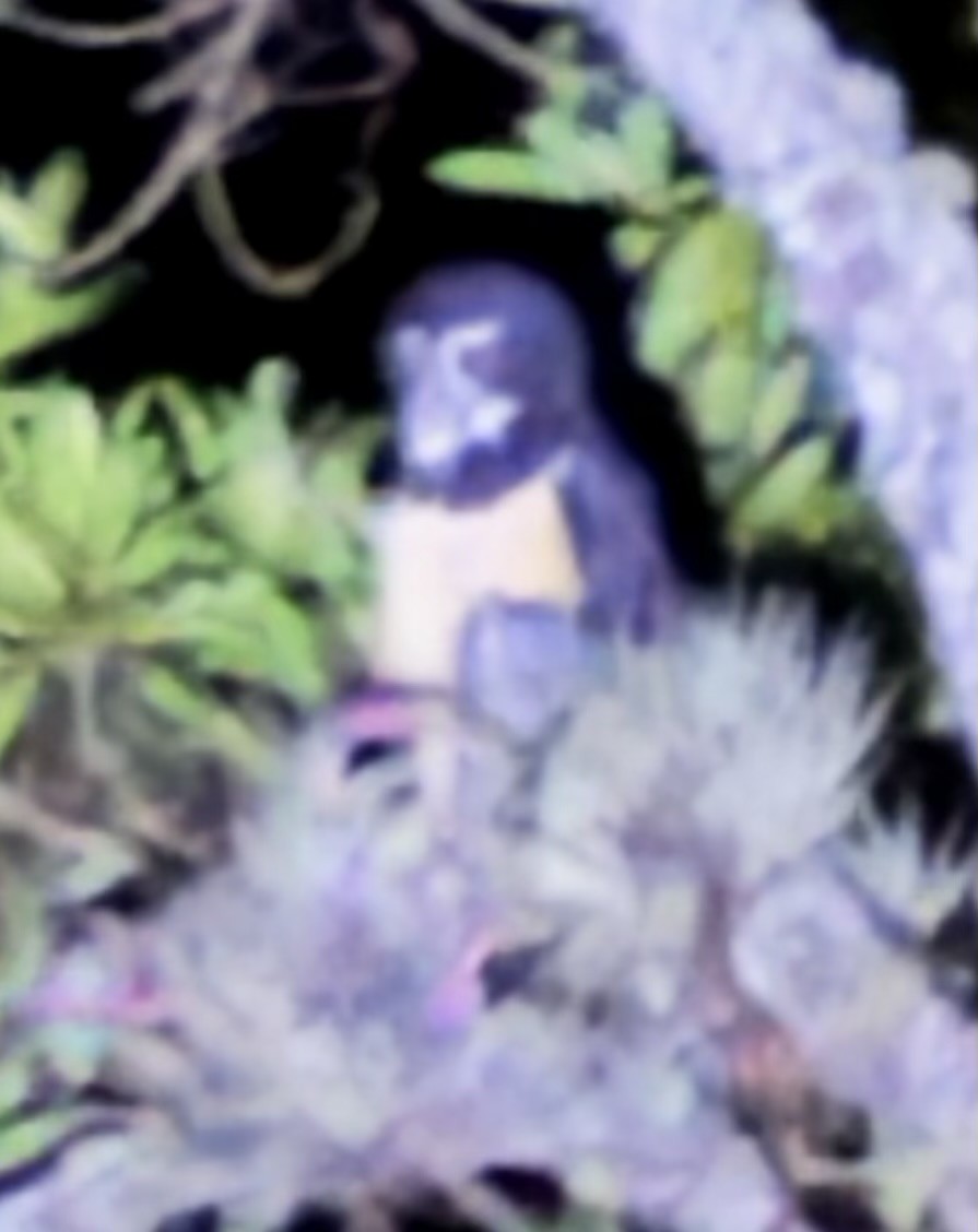 Brillenkauz - ML646919298