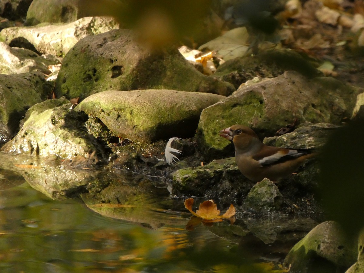 Kernbeißer - ML646919301