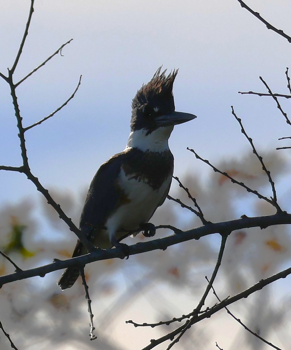 Gürtelfischer - ML646919302