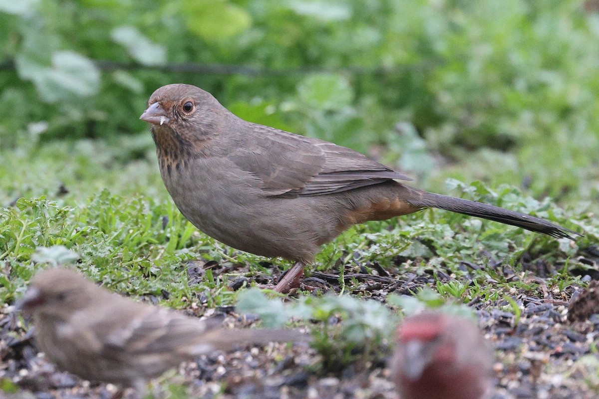 Kaliforniengrundammer - ML646919303