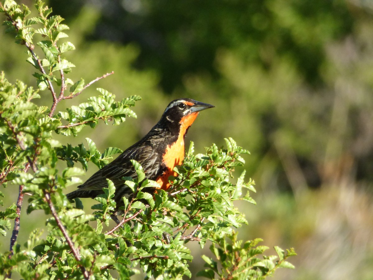 Langschwanzstärling - ML646919304