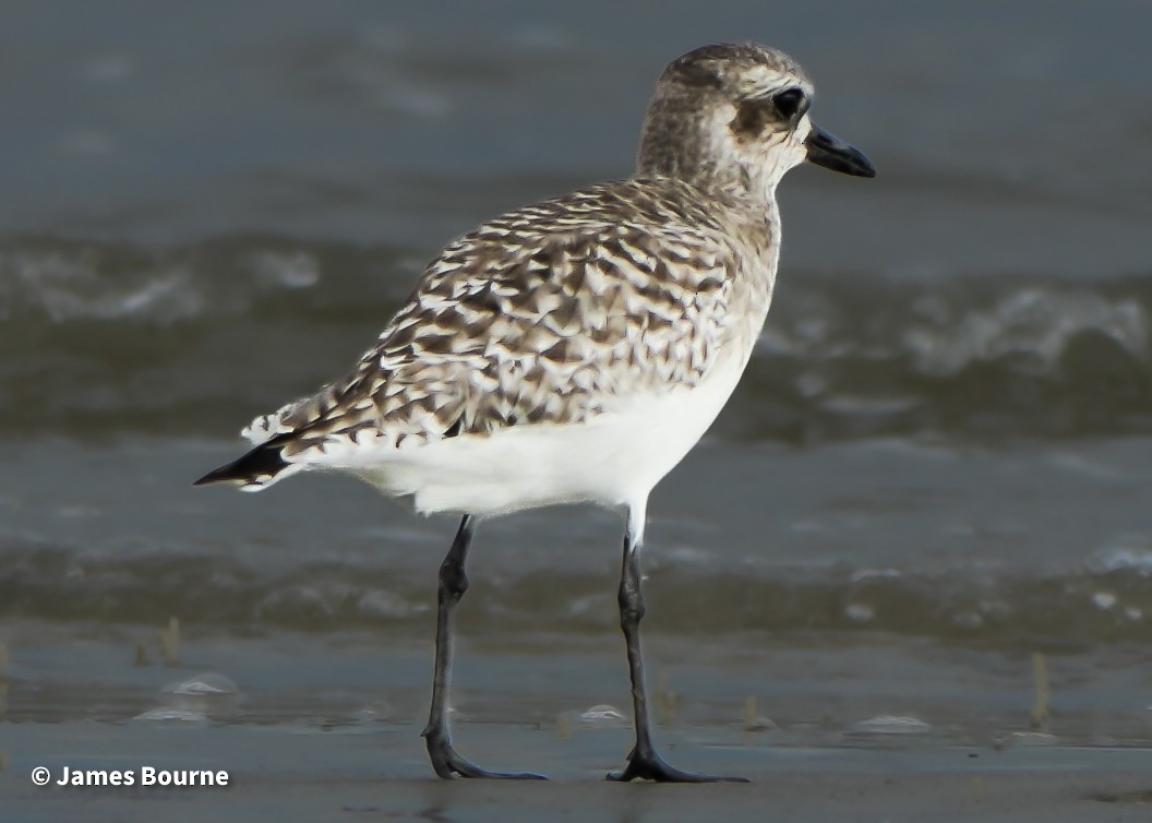 Kiebitzregenpfeifer - ML646919305