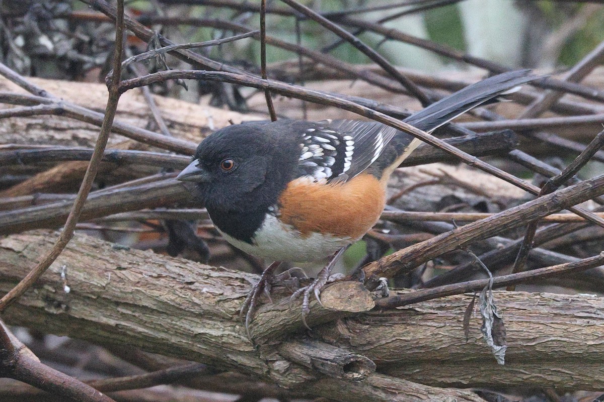 Fleckengrundammer - ML646919307