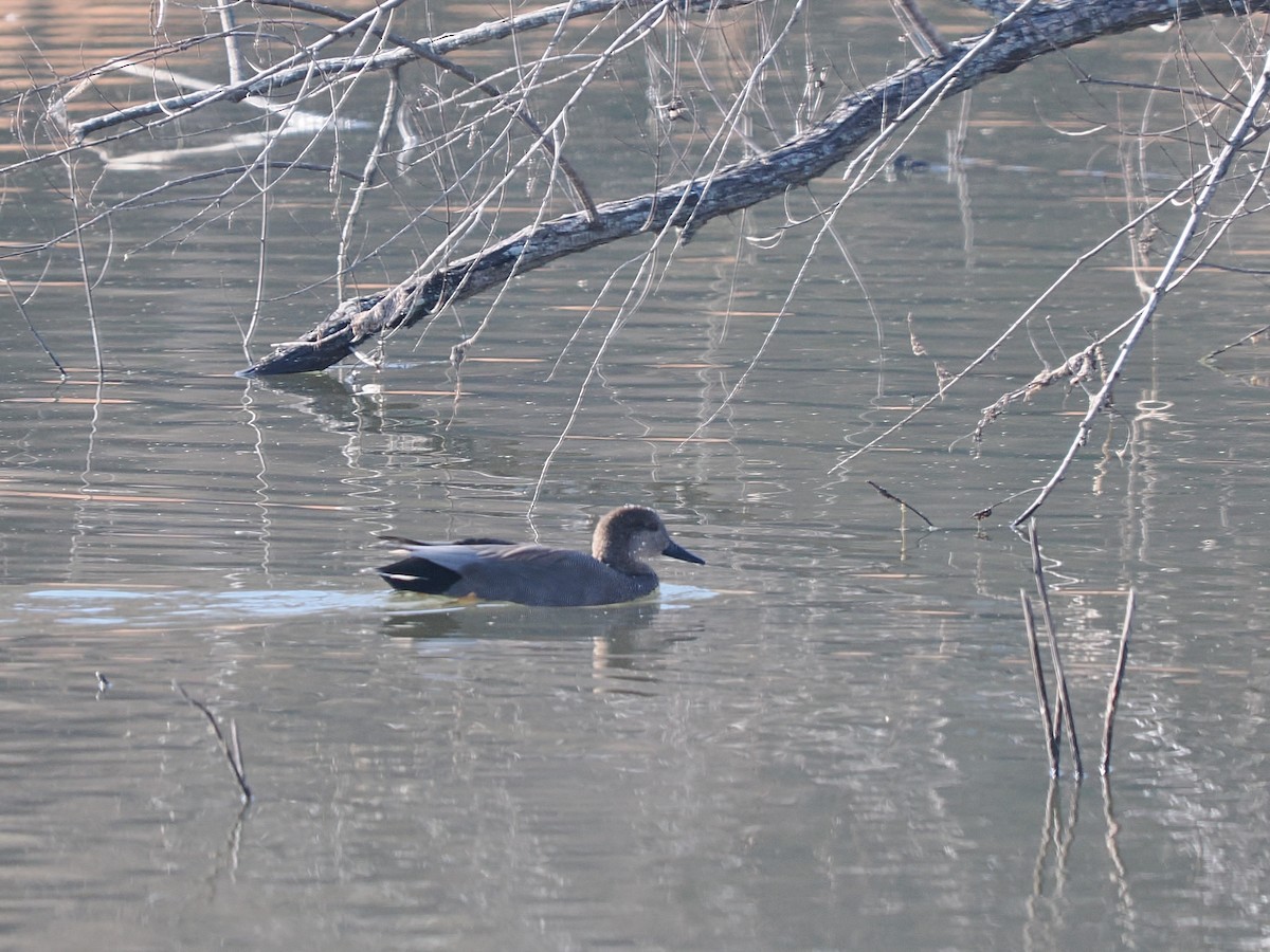 Schnatterente - ML646919309