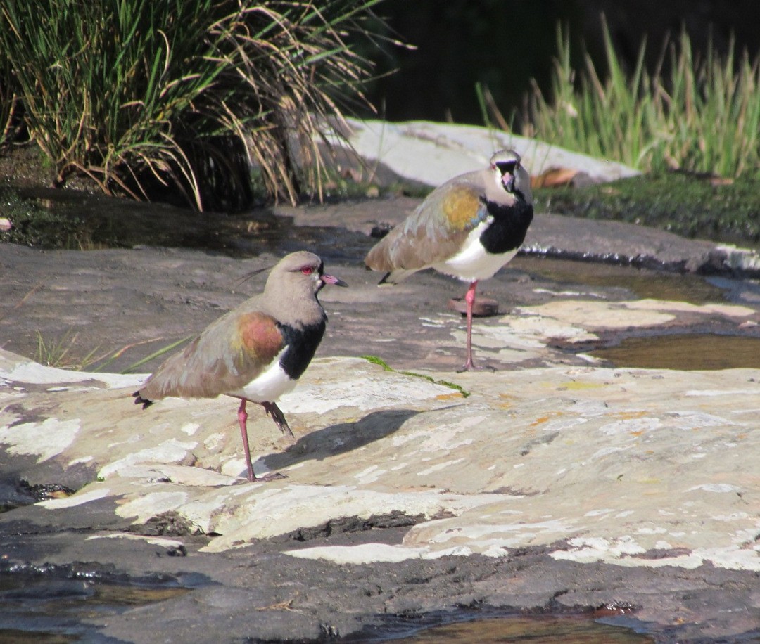 Bronzekiebitz - ML646919310